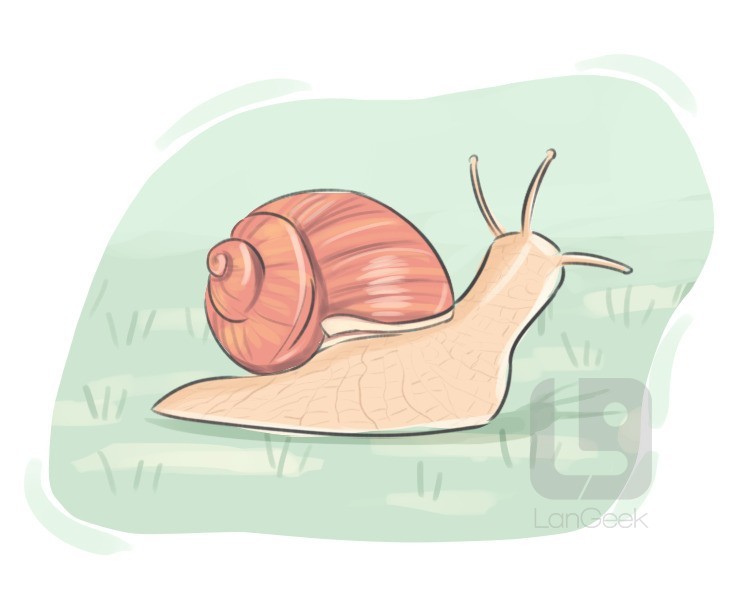 snail definition and meaning