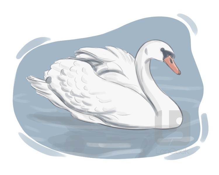 mute swan definition and meaning