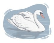swan
