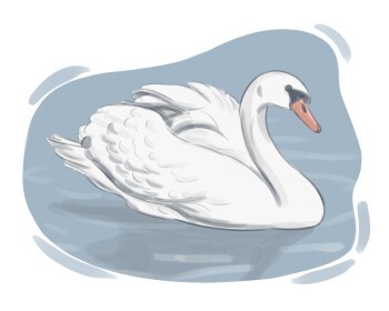 swan