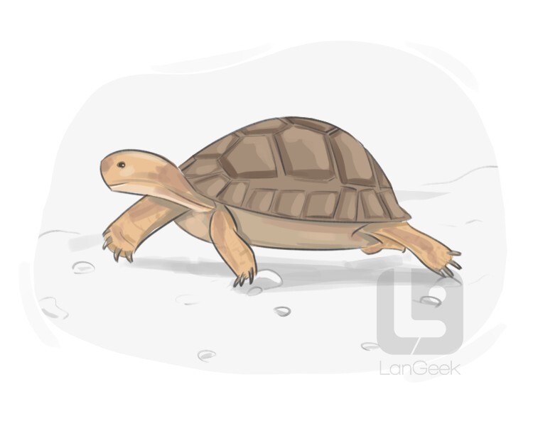 russian tortoise clipart