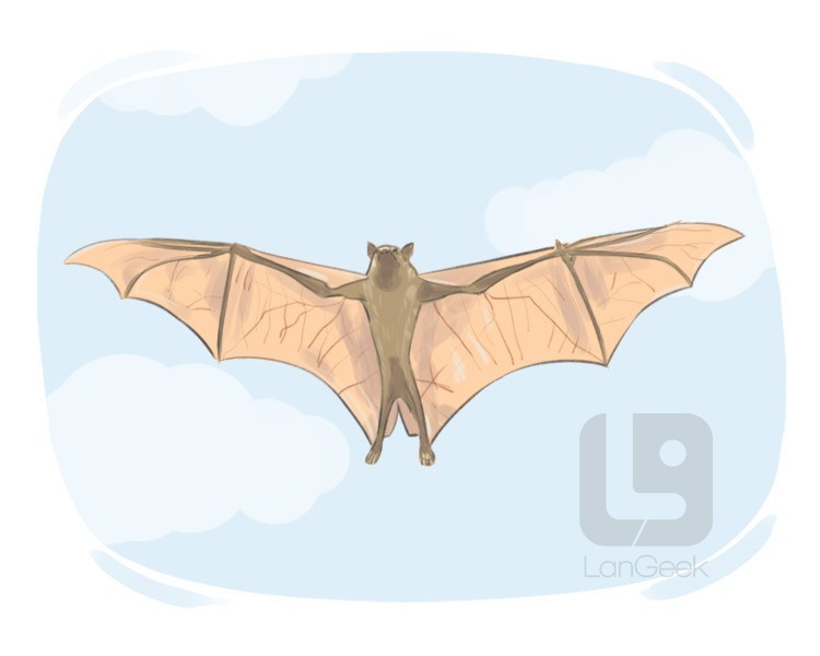 chiropteran definition and meaning