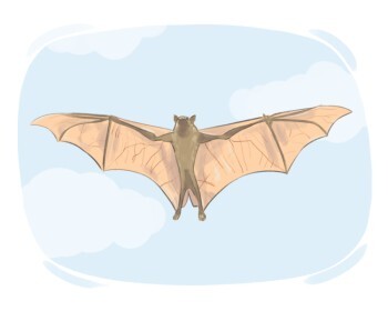 bat