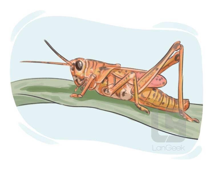 English vocabulary Grasshoppers and Dragonflies