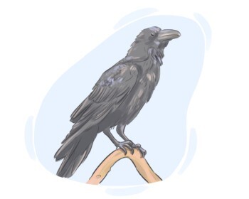 crow
