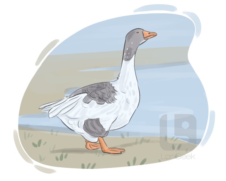 definition-meaning-of-goose-langeek