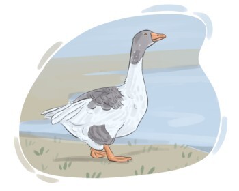 goose