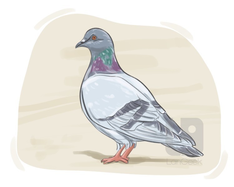 domestic pigeon definition and meaning