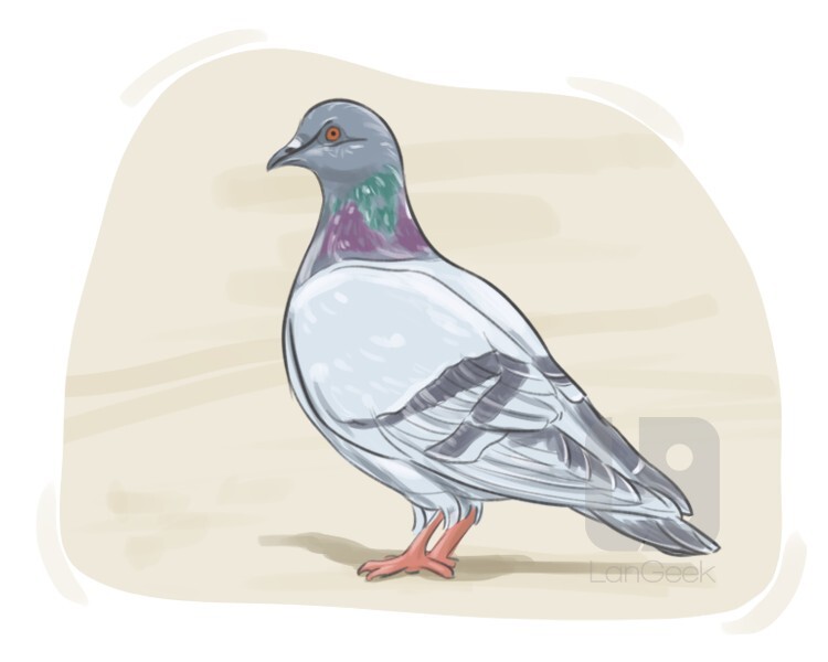 Definition Meaning Of Pigeon Langeek