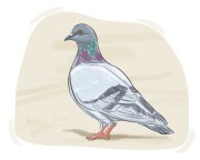 pigeon