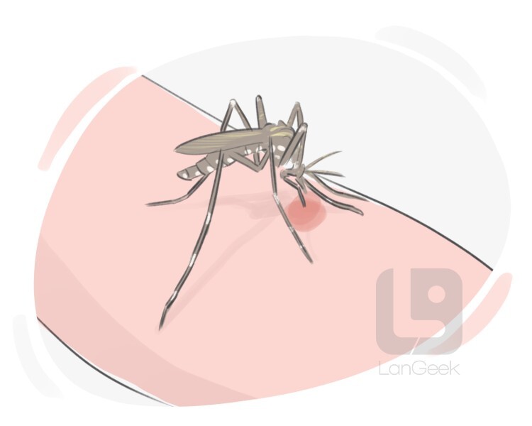 mosquito bite clipart