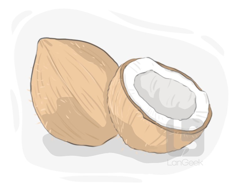 coconut definition and meaning