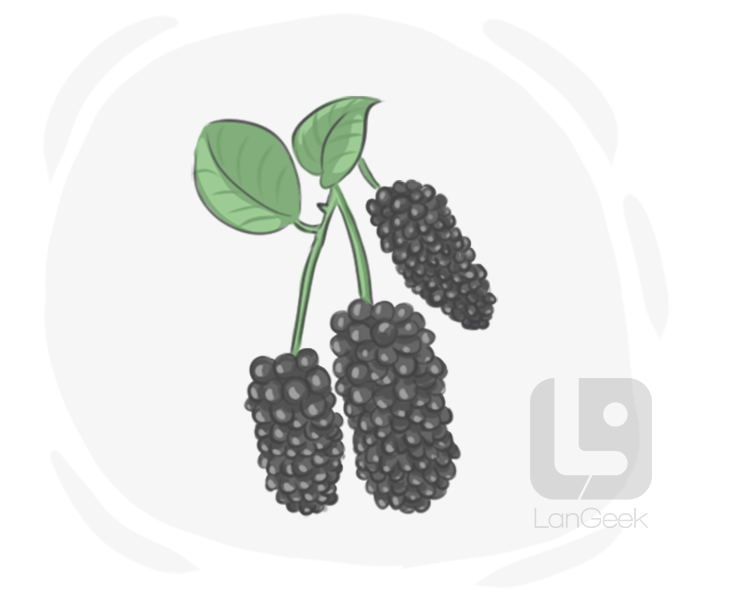 mulberry definition and meaning