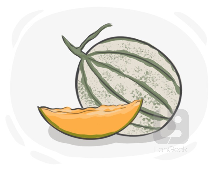 Definition & Meaning of "Cantaloupe" LanGeek