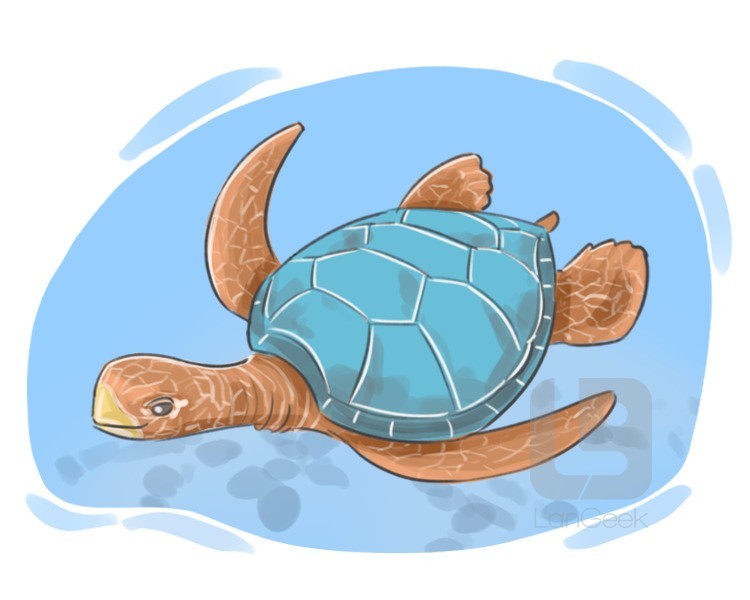 marine turtle definition and meaning