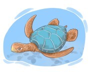 turtle