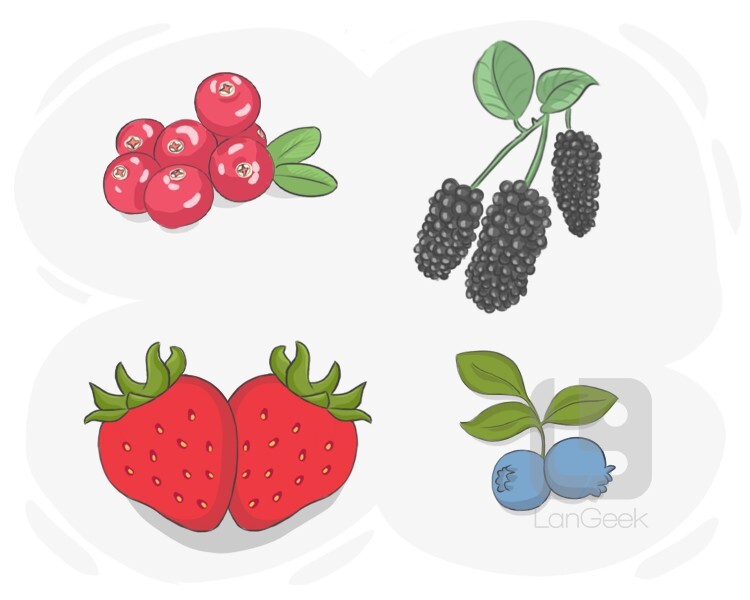 La traduction du mot "Berry" LanGeek