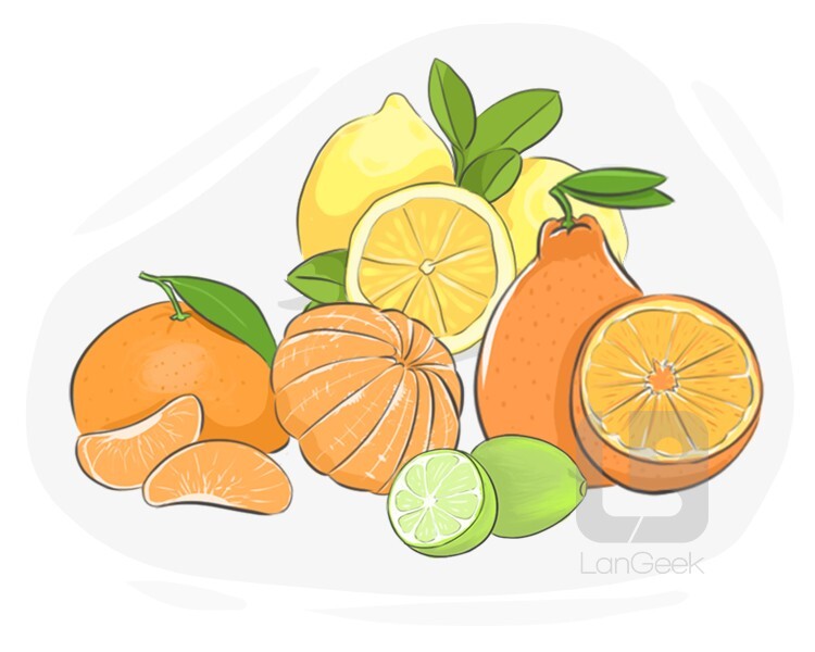 citrus fruit definition and meaning