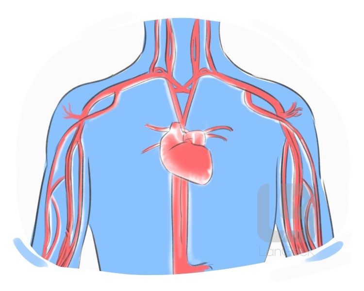 circulatory system definition and meaning