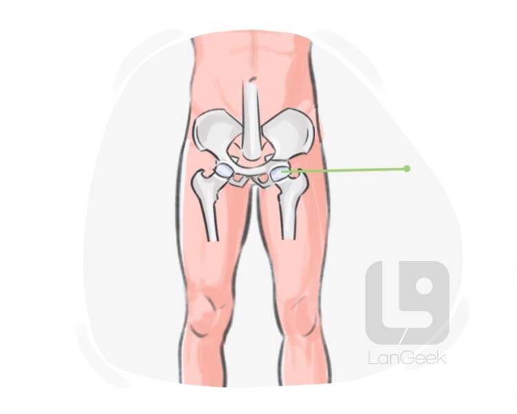 pelvic arch definition and meaning