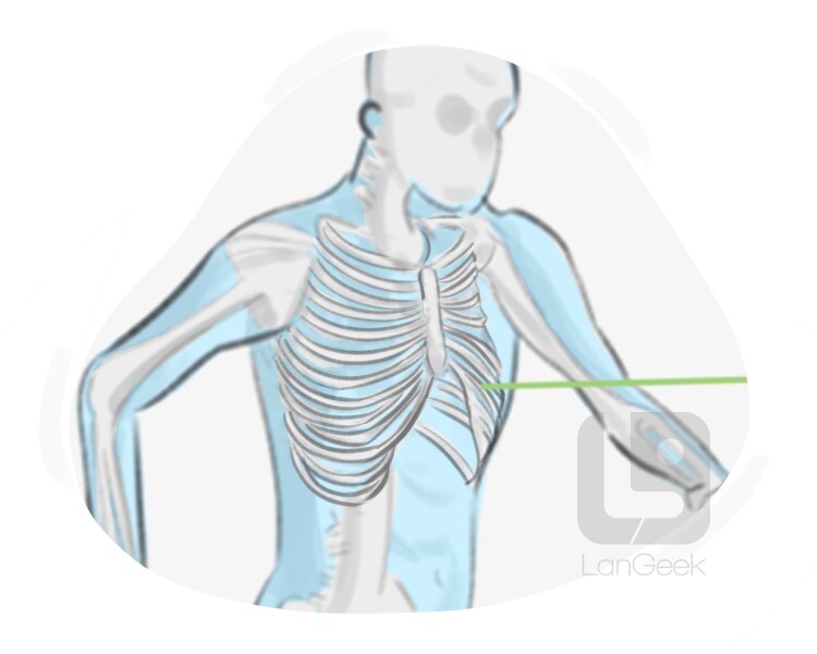 ribcage definition and meaning