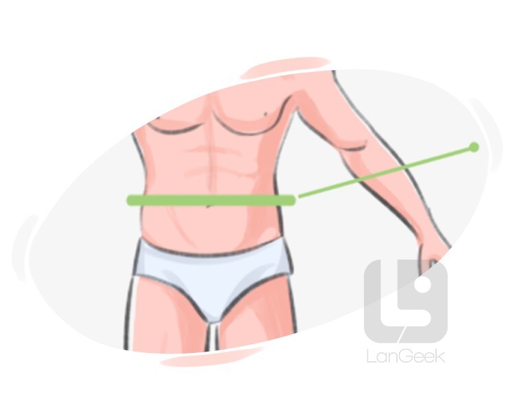 Definition Meaning Of Waist LanGeek