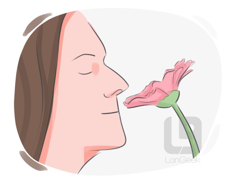 smell definition and meaning