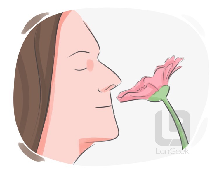 definition-meaning-of-smell-langeek