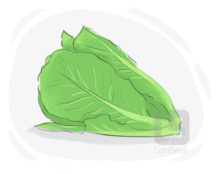 cos lettuce definition and meaning
