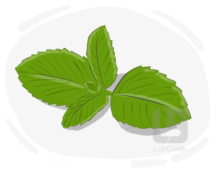 mentha piperita definition and meaning