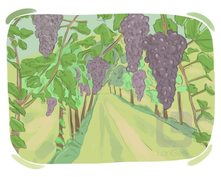 Definition & Meaning of "Vineyard" LanGeek