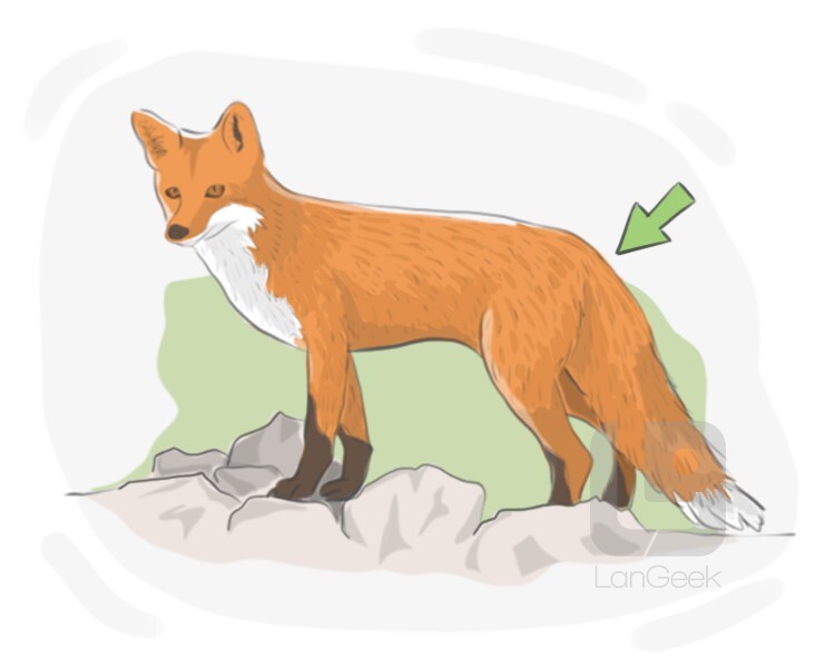 le poil definition and meaning