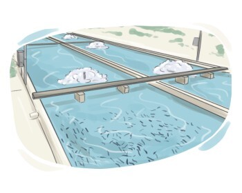 fish farm