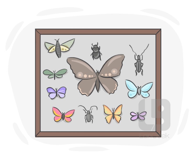 la collection definition and meaning