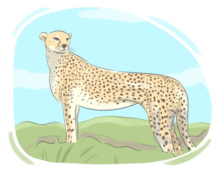 Definition & Meaning of "Acinonyx jubatus" | LanGeek