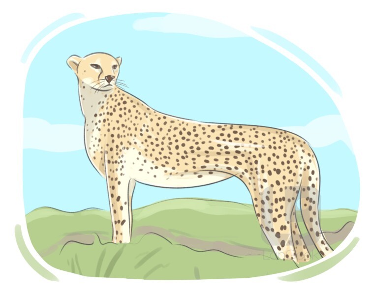 acinonyx jubatus definition and meaning