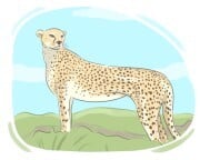 cheetah
