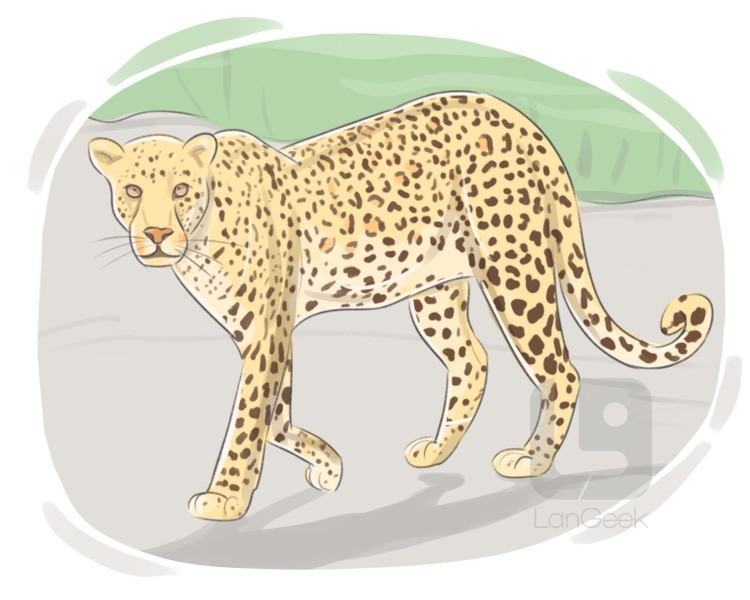 panthera pardus definition and meaning