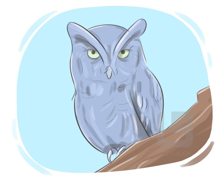 owl definition and meaning