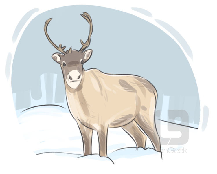 greenland caribou definition and meaning
