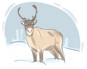 reindeer