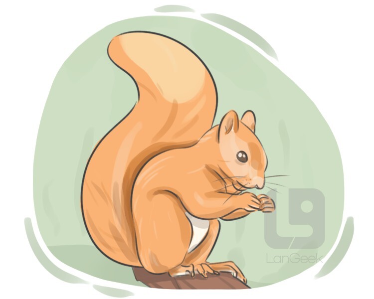 Definition & Meaning of "Squirrel" | LanGeek