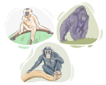 ape