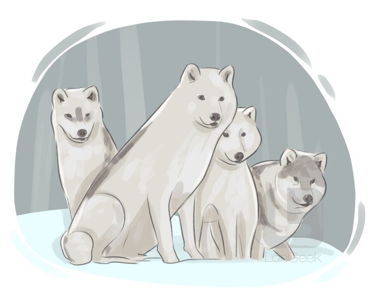 Arctic wolf definition and meaning