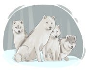 Arctic wolf