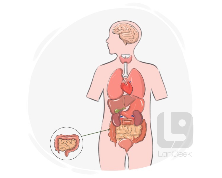 intestinal definition and meaning