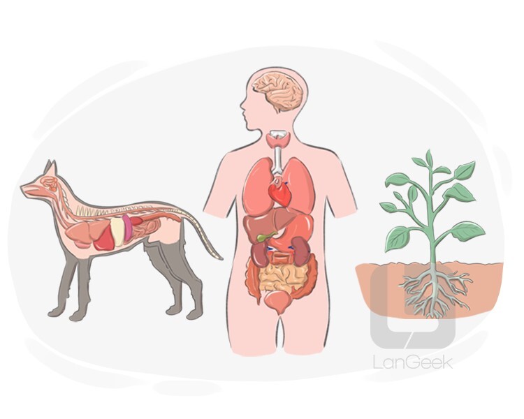 general anatomy definition and meaning