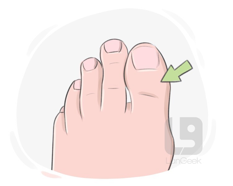 BIG TOE  English meaning - Cambridge Dictionary