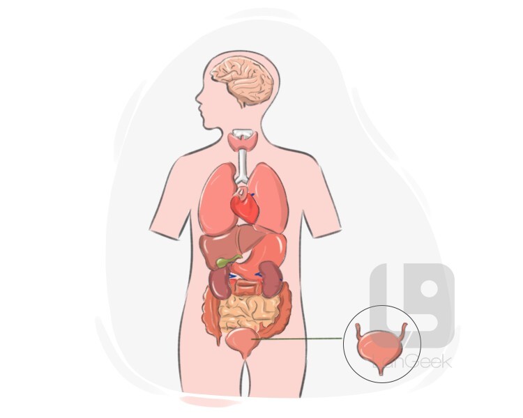 urinary bladder definition and meaning