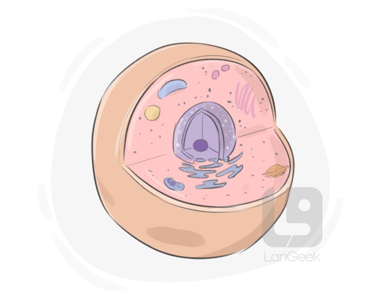 Definition Meaning Of Cell LanGeek